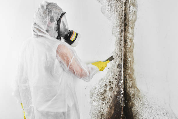 Best Industrial Mold Remediation in Lockwood, MO